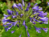 Agapanthus